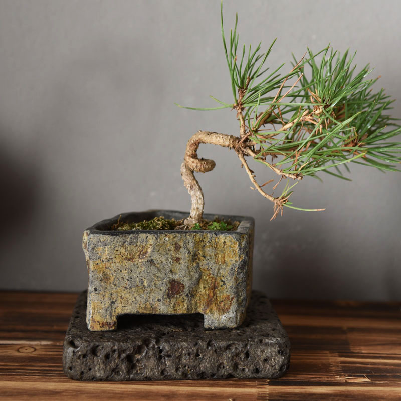 玄武岩天然石フラワーポット手作り多肉植物プランター屋内屋外デ - Bonsai Garden Chinese Garden のレビューと価格