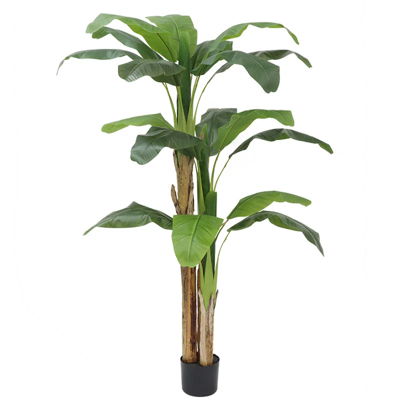 180cm/210cm大型バナナの木鉢植えトロピカルモンステ - Bonsai Garden Restaurant のレビューと価格