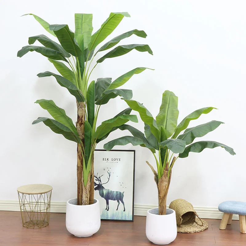 180cm/210cm大型バナナの木鉢植えトロピカルモンステ - Bonsai Garden Restaurant のレビューと価格