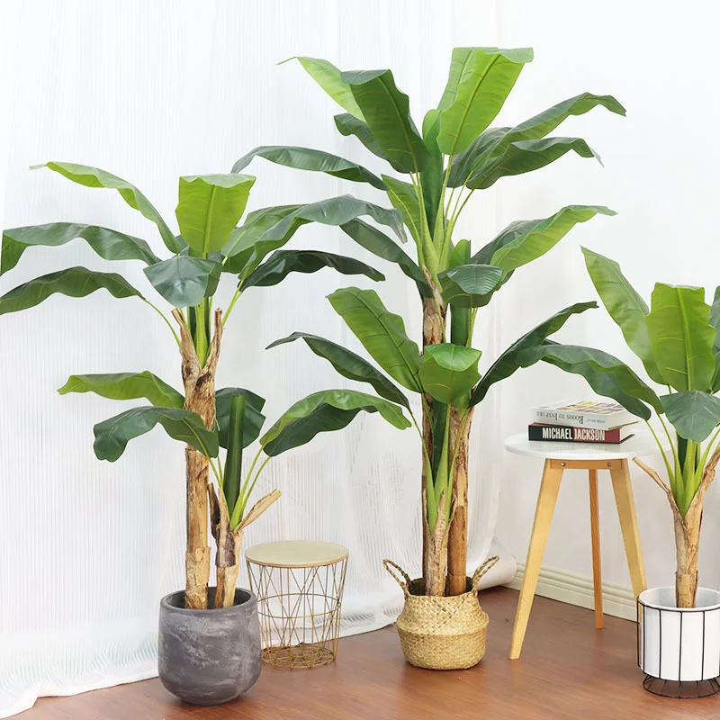 180cm/210cm大型バナナの木鉢植えトロピカルモンステ - Bonsai Garden Restaurant のレビューと価格