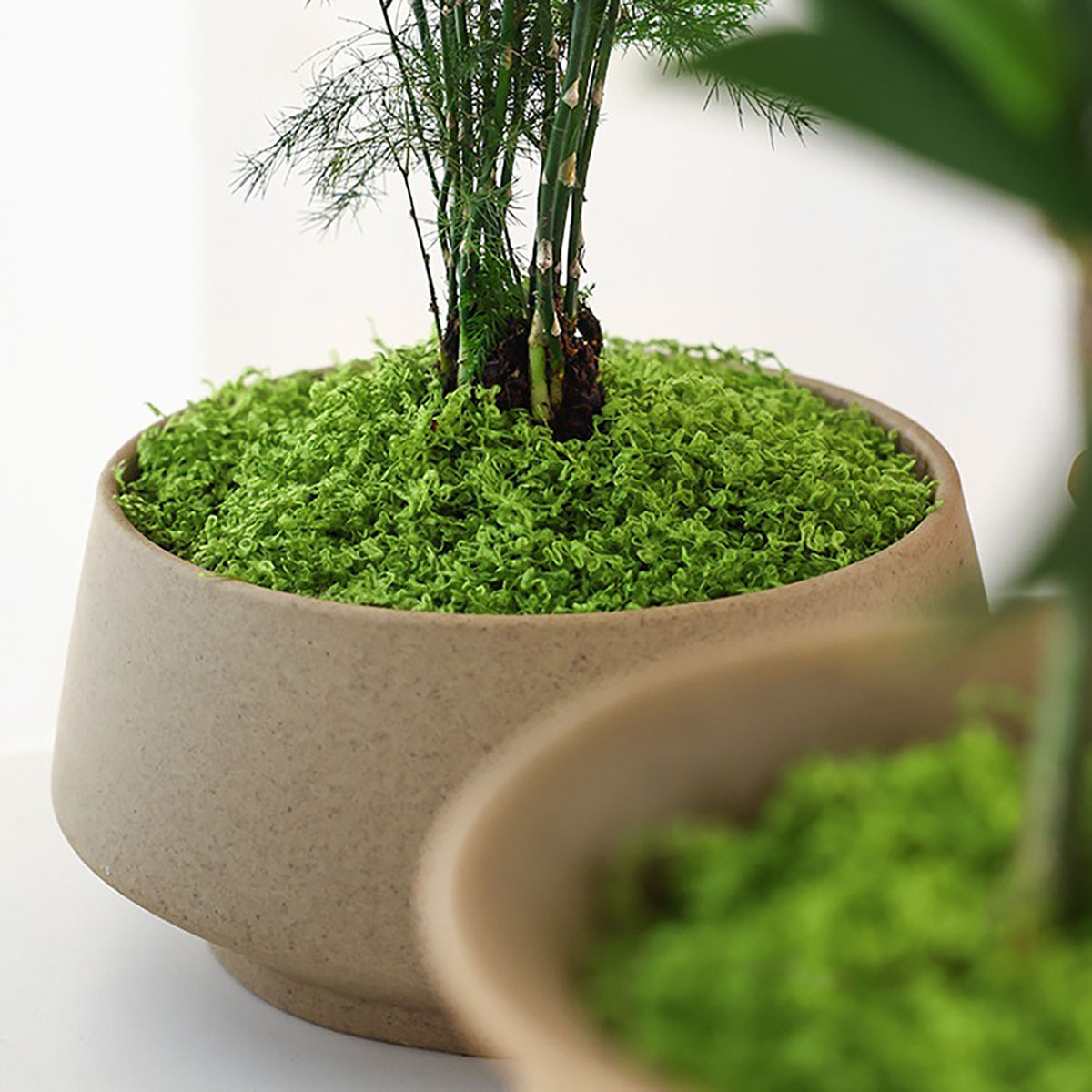約 20 グラム人工緑植物ポリエステルモス草ホームリビングル - Bonsai Garden Decor のレビューと価格